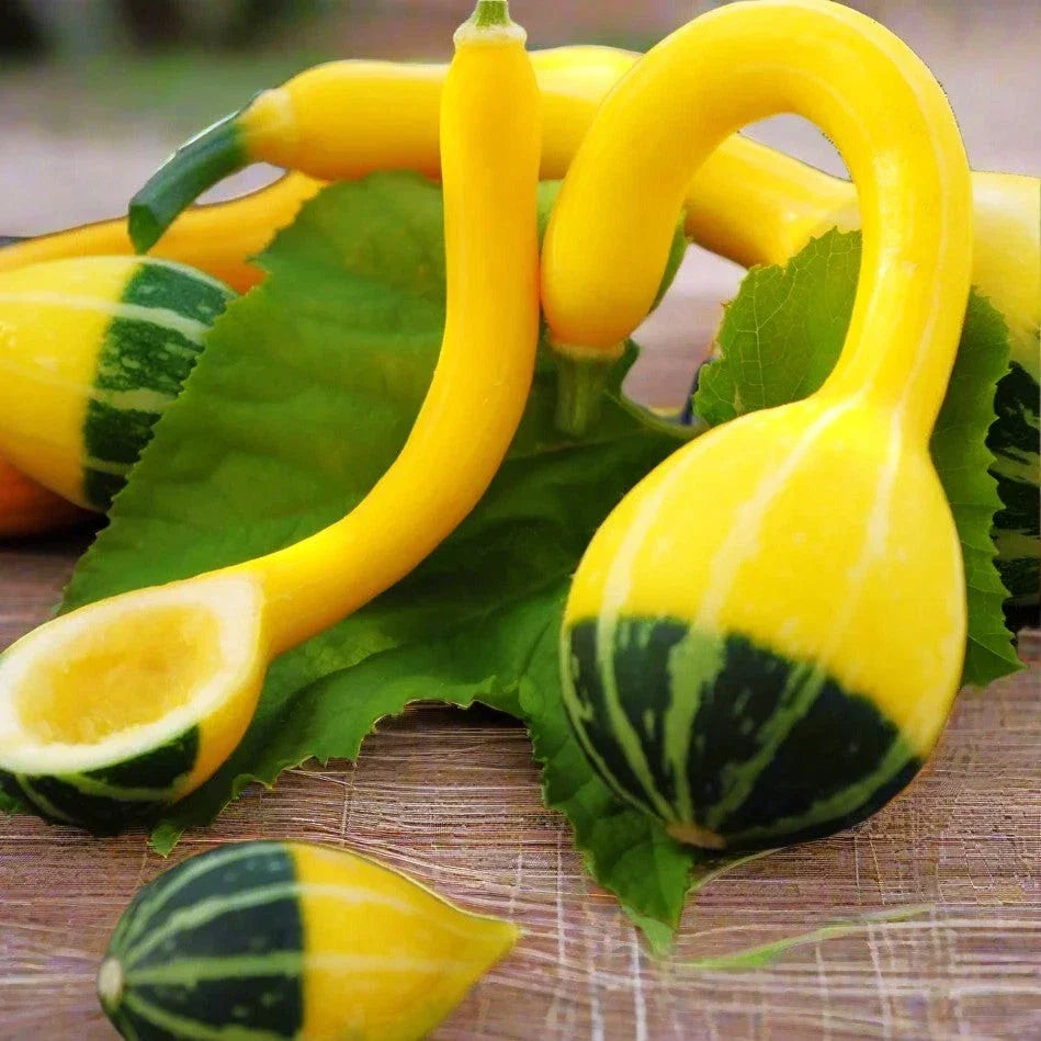 Small Spoon Gourd Seeds - Bicolor Yellow Green - Cucurbita pepo - Ideal for 2025 Planting - 20 Seeds per Packet