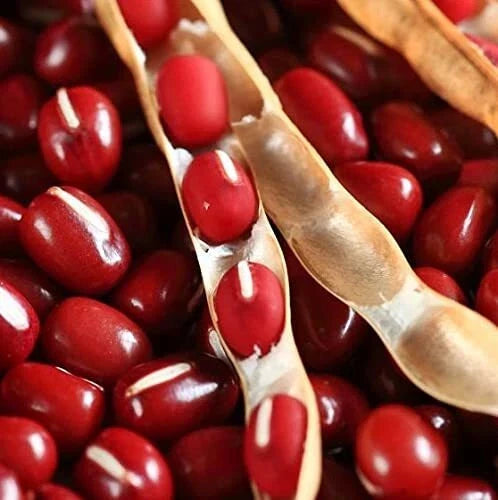 Adzuki Bean Seeds - Non-GMO Organic Microgreens - Vigna angularis - 100 Count