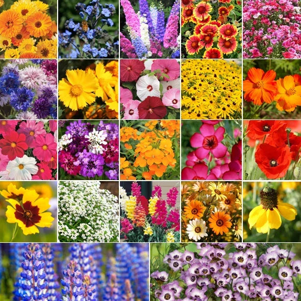Pollinator Mix Flower Seeds - 22 Species Wildflower Seed Blend for Birds, Bees, Butterflies - Various