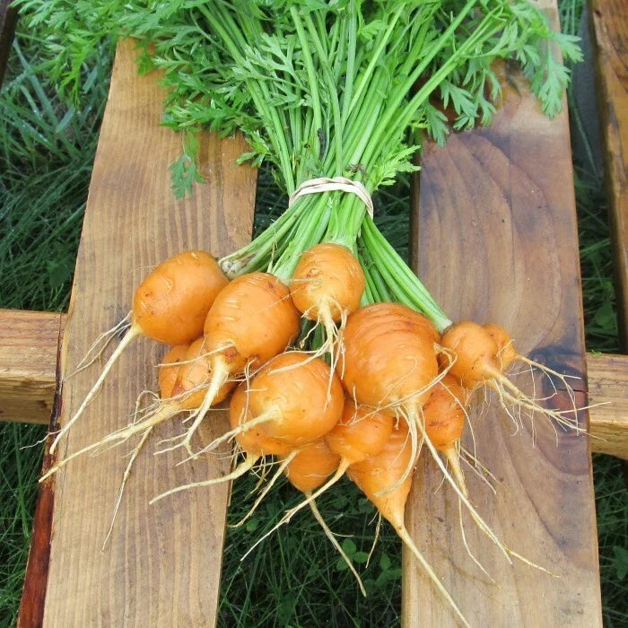 Parisian Carrot Seeds - Heirloom Non-GMO - Daucus carota - 100 Seeds for Home Gardening and Containers