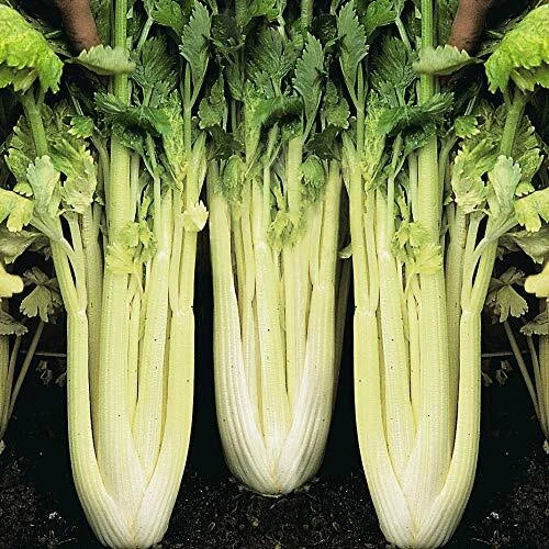 Golden Pascal Celery Seeds | Heirloom Non-GMO | Organic Apium graveolens | 1150 Seeds for Home Gardening