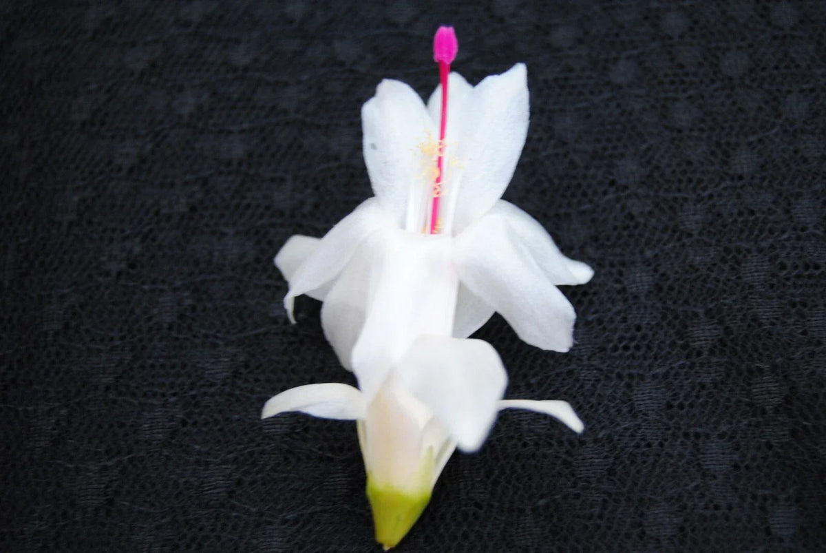 Christmas Cactus Starter Plant - Small Polar Dancer - Schlumbergera Truncata - Healthy Well-Rooted Indoor Plant