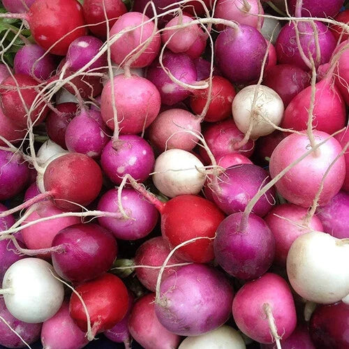 Easter Egg Radish Seeds | Heirloom Non-GMO Vegetable Garden Seeds | Raphanus sativus | 200 Seeds for Colorful Harvest
