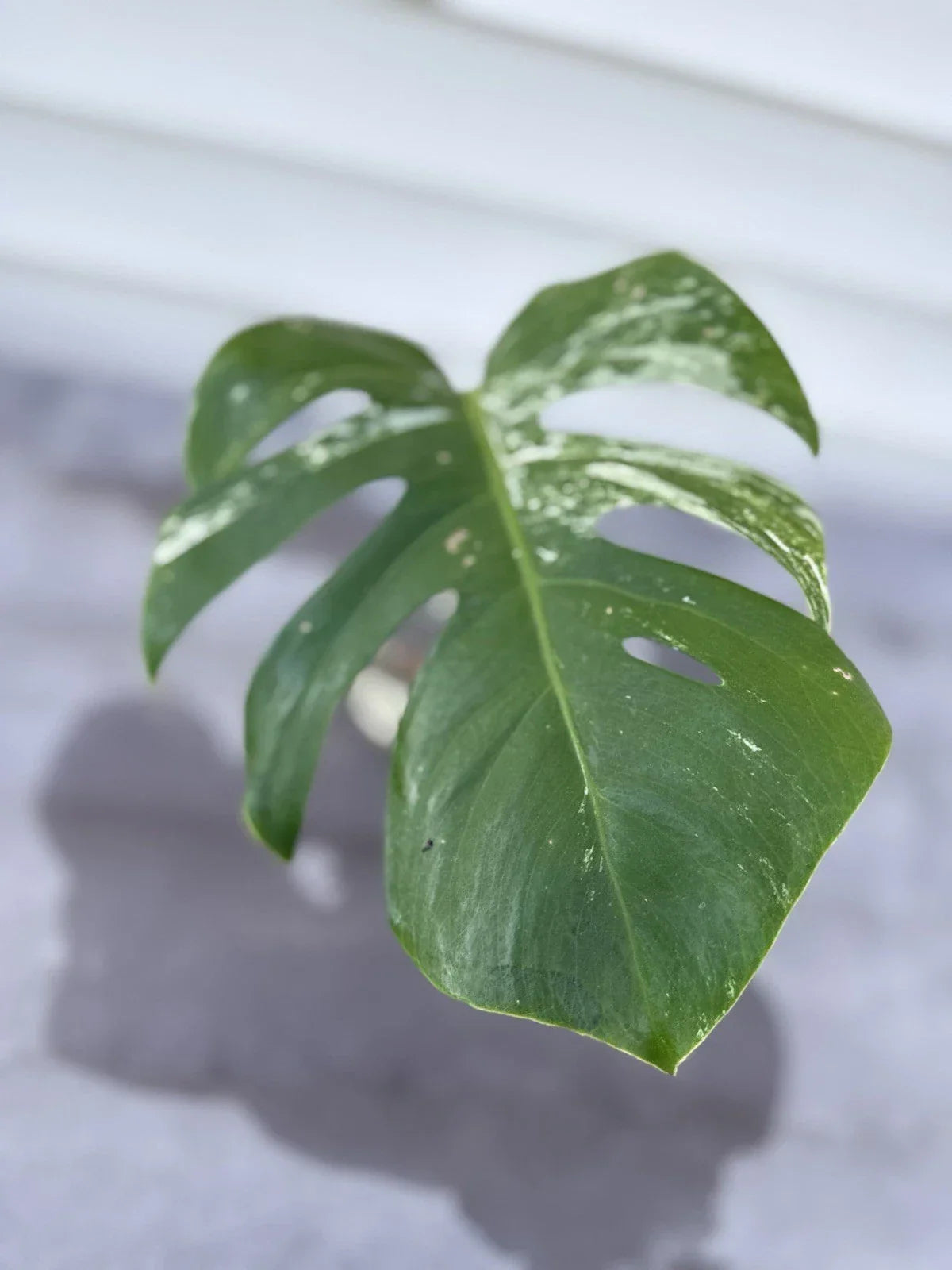 Monstera Albo Borsigiana Cutting - Rare Variegated Houseplant - Monstera deliciosa var. albo-marmorata - Indoor Garden Plant