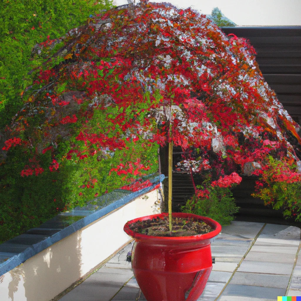Illawarra Flame Seeds - 10 Pack | Red Flowered Bottle Tree | Brachychiton acerifolius | Tropical Garden Planting