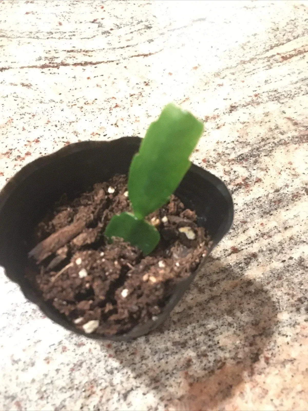 Christmas Cactus Plant - Fuchsia - Well Rooted - Schlumbergera