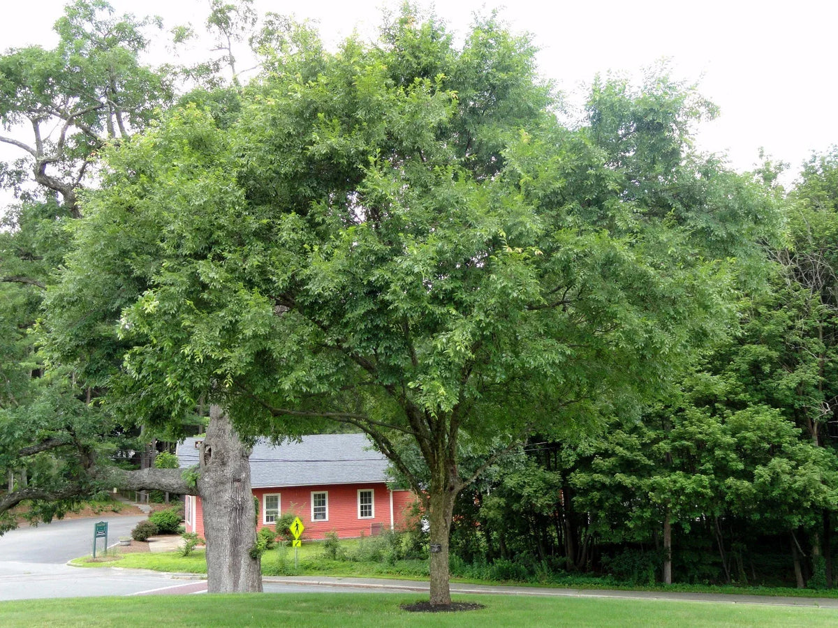 Chinese Elm Tree Seeds, 50 Count, Hardy Ulmus parvifolia for Bonsai and Landscaping, Fast-Growing, Drought-Tolerant