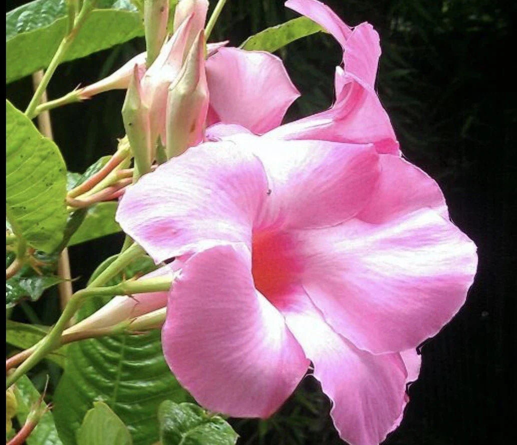 Mandevilla Plant Plugs 3 Inch Pink Flowering Vine Mandevilla sanderi for Garden Planters