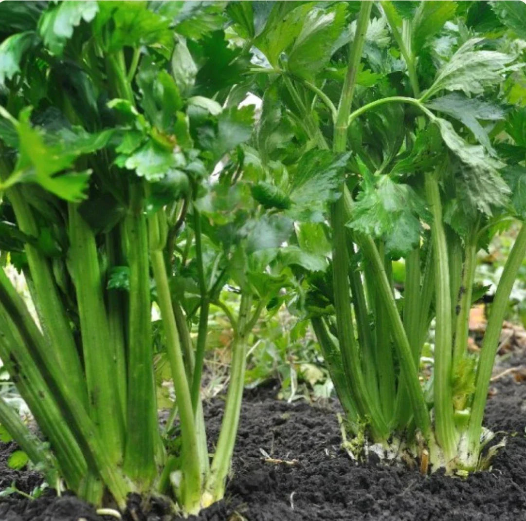 Celery Seeds 2000 Count, Tendercrisp Heirloom, Non-GMO, Organic Gardening Seeds, Apium graveolens