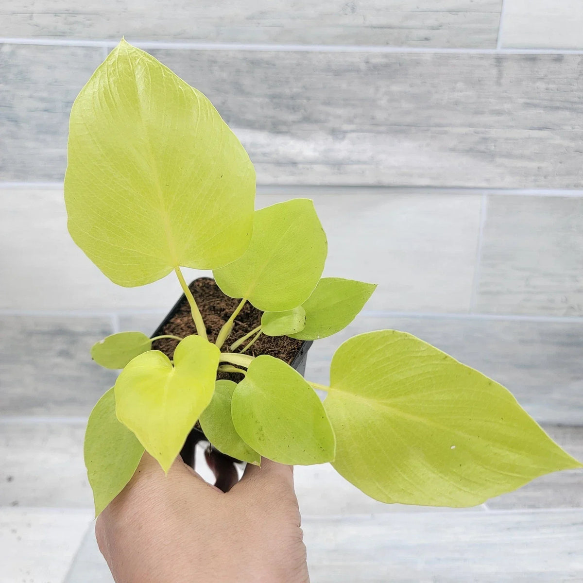 Philodendron Warscewiczii Snowflake | 3" Live Tropical Houseplant | Rare Aroid for Home Decor | Air-Purifying Plant