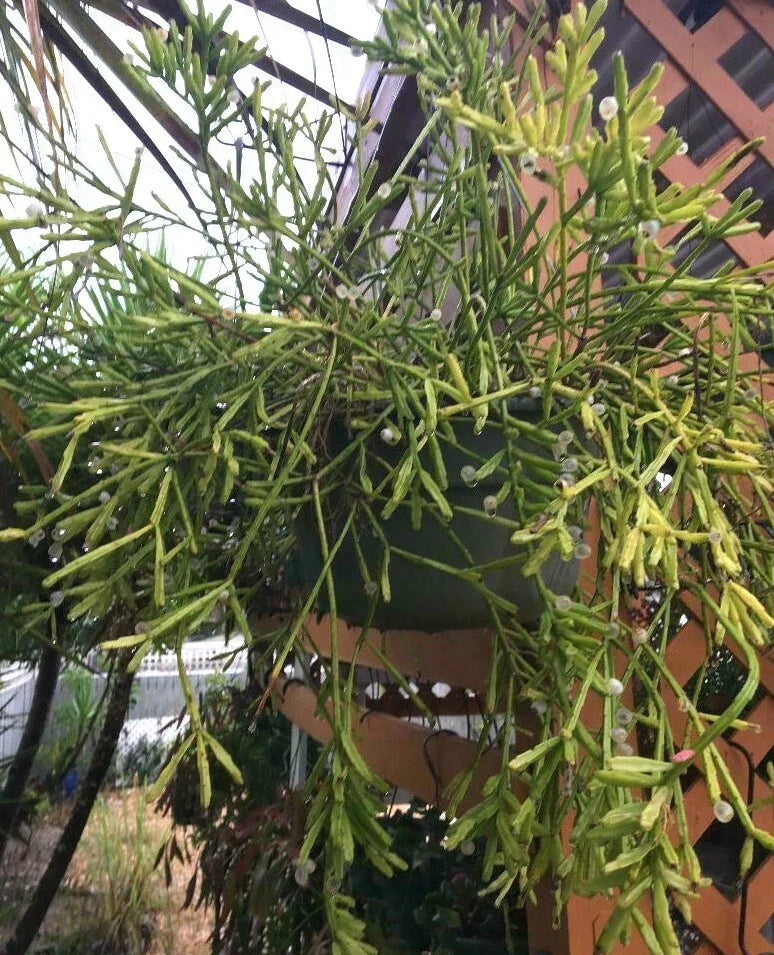 Fresh Cuttings Rhipsalis Edwaldiana Mistletoe Cactus - 5 Propagation Cuttings for Indoor Gardening, Succulent Plant