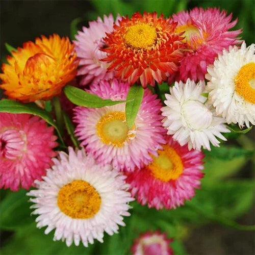 Swiss Giant Mix Strawflower Seeds | Non-GMO | Colorful Dried Flower Mix | Xerochrysum bracteatum | 200 Seeds
