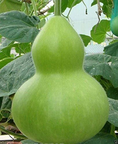 Giant Bottle Gourd Seeds - Ornamental Climbing Vine - Lagenaria leucantha var gourda - Unique Gardening Seed Pack of 10