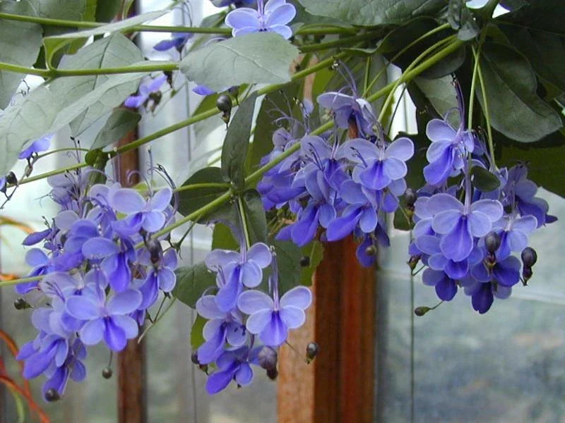 Blue Butterfly Bush Starter Plant, Blue Wings, Clerodendrum ugandense, Attracts Butterflies, Vibrant Blooms, Easy to Grow
