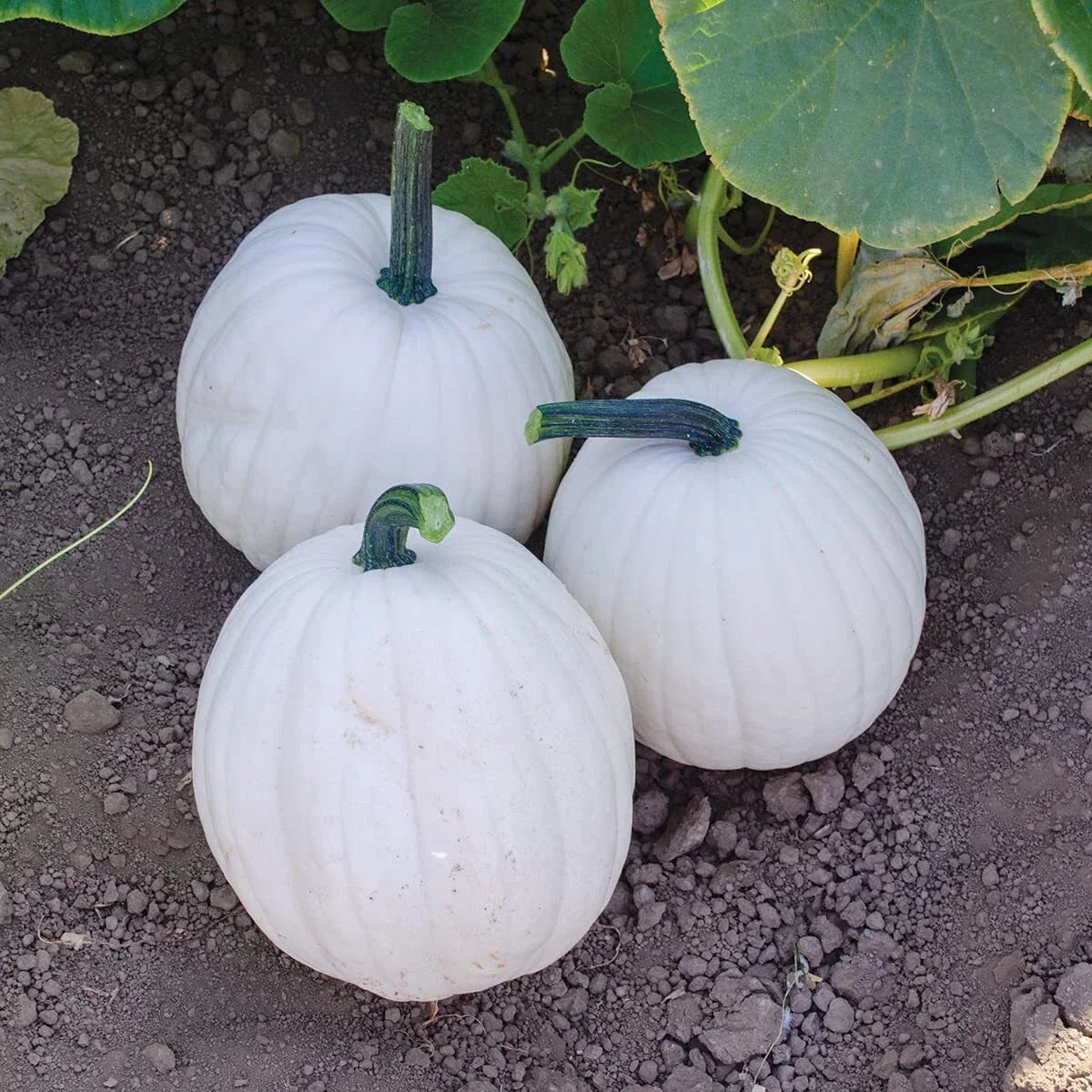 Yeti Pumpkin Seeds, 10 Seeds, White Pumpkin Variety, Cucurbita pepo, Grow 5 Pound Pumpkins for Fall Decor