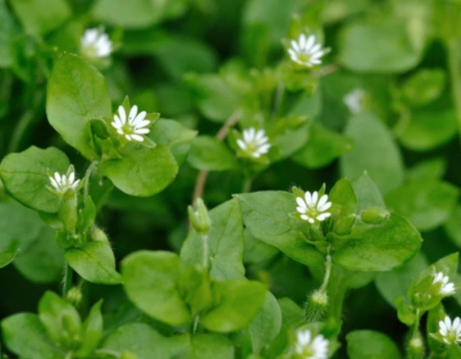 Organic Chickweed Seeds 500+ Count, Medicinal Herb, Heirloom, Non-GMO, Stellaria media for Home Garden Planting