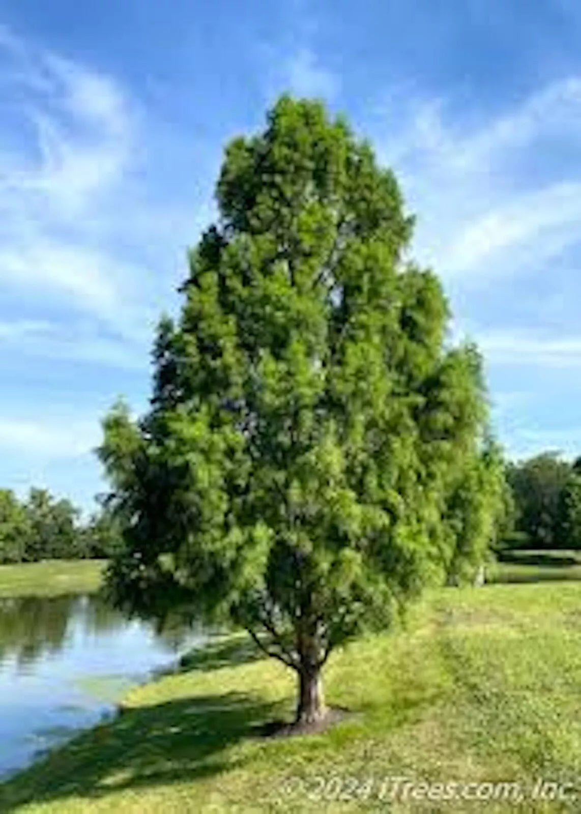 Bald Cypress Tree 12-24in Bare Root Taxodium distichum Deciduous Conifer Southern Native Dormant Plant