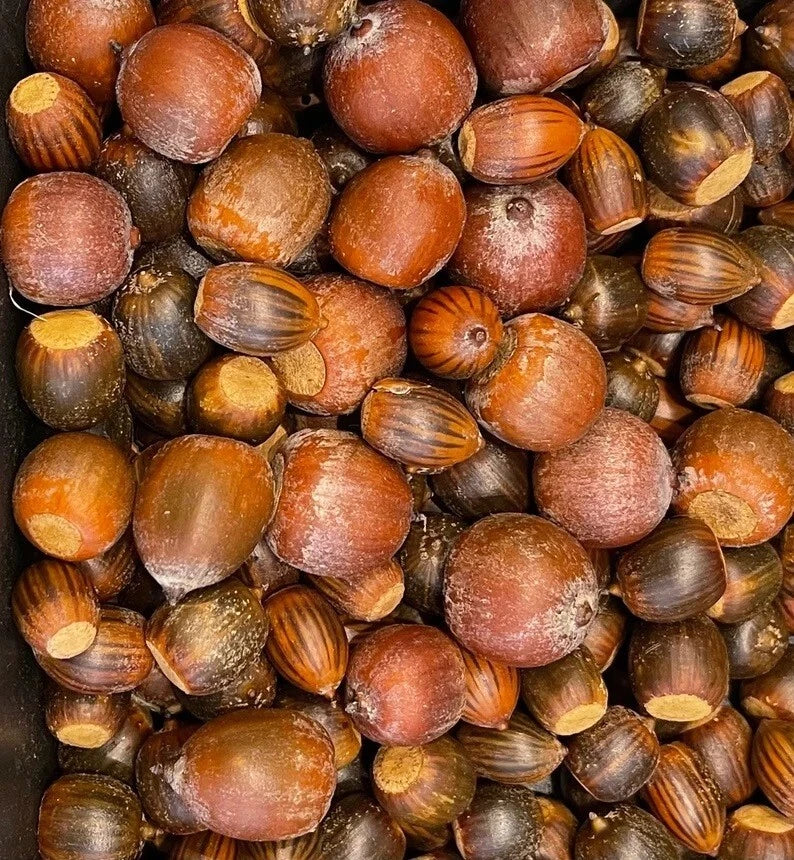 Oak Acorns Seeds, 10+ Count, Red/White/Pin/Sawtooth, Quercus spp., 2024 Harvest for Planting
