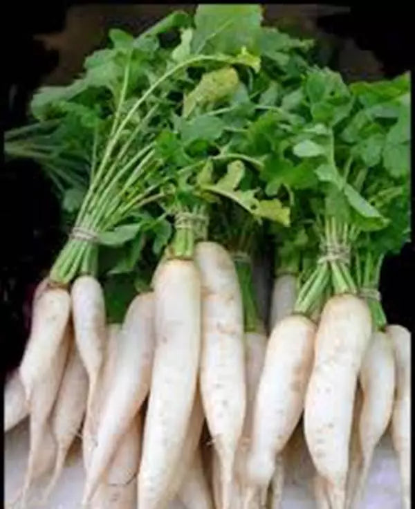 Japanese Minowase Daikon Radish Seeds - 500 Count - Heirloom Non-GMO - Raphanus sativus var. longipinnatus - Crisp Flavor
