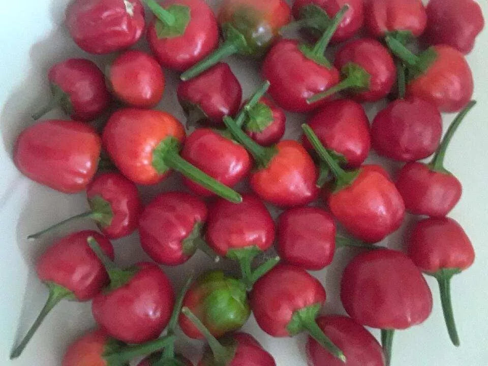 Pequin Pepper Seeds 50+ Count | Chipilquitin Variety | Capsicum annuum | Semillas de Chile Piquin for Spicy Dishes