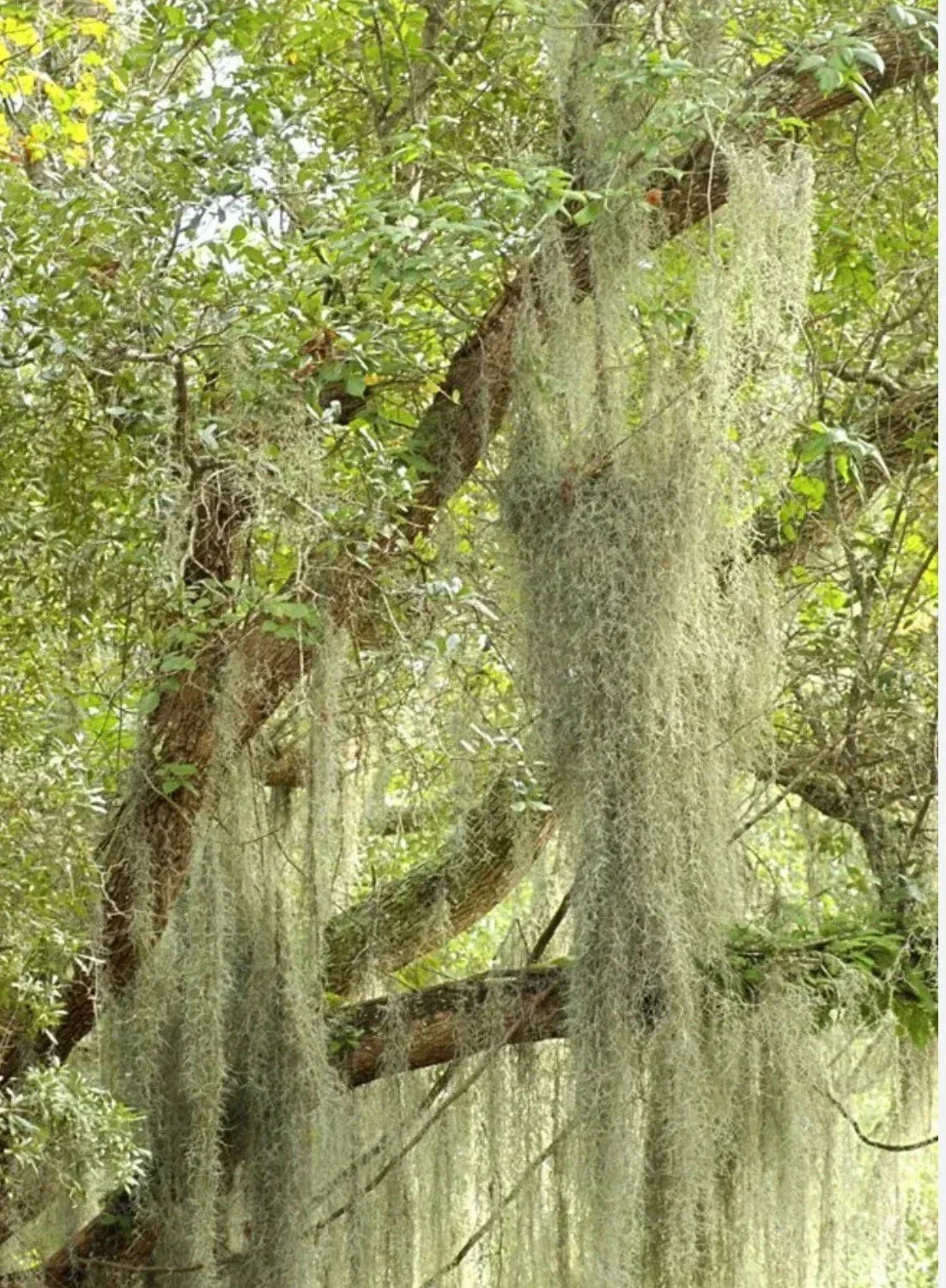 Live Spanish Moss - 5 Gallon Fresh Orlando Variety - Tillandsia usneoides - Airplant for Home Decor and Terrariums