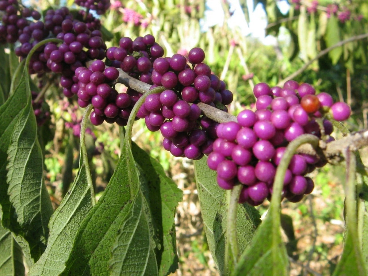 American Beautyberry Seeds, 30 Count, Purple Berries, Callicarpa americana, Native Plant for Wildlife Gardens