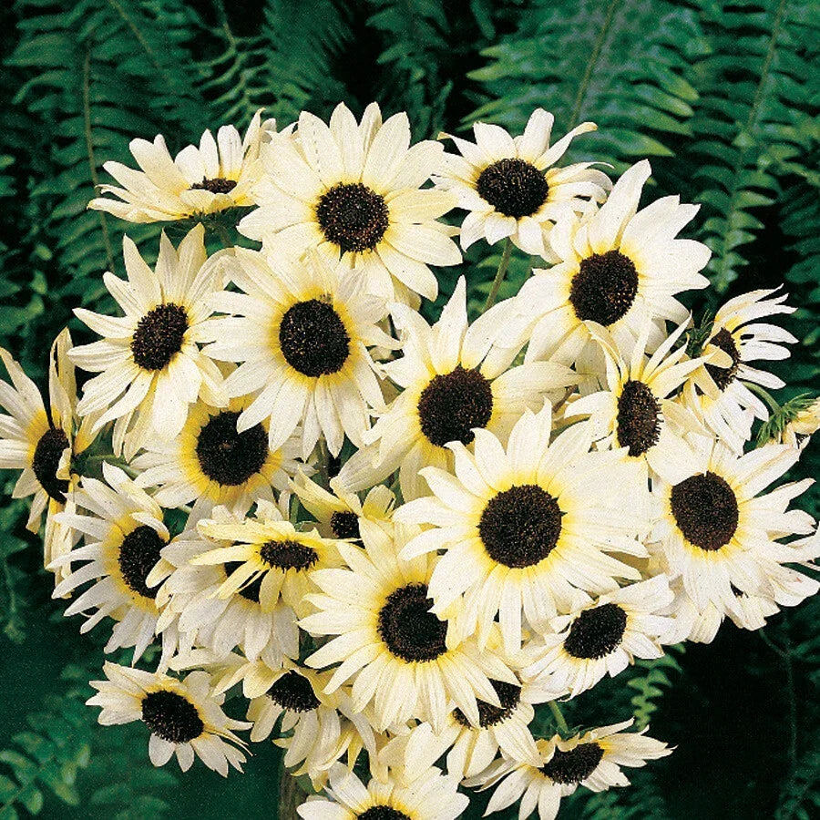 Sunflower Seeds 100 Count Non-GMO Italian White Cut Flowers Helianthus annuus for Pollinators & Bees