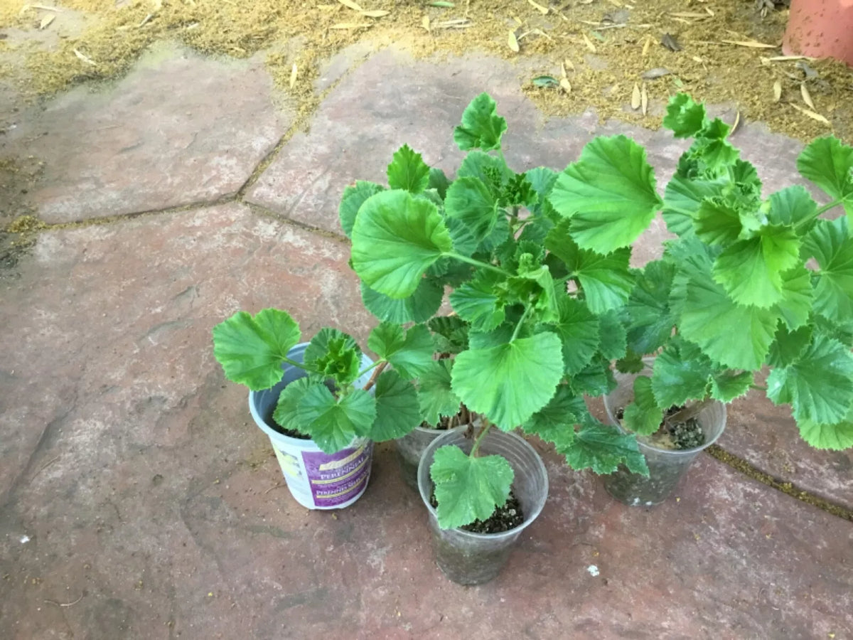 Martha Washington Geranium Plants 2-Year-Old Pelargonium × domesticum - Vibrant Pink, Red, White Blooms for Garden & Containers