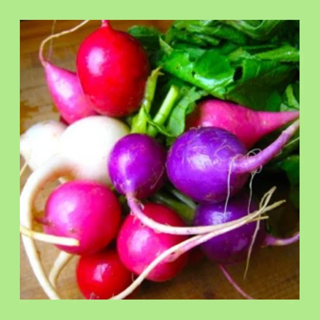 Easter Egg Blend Radish Seeds - 180 Seeds - Colorful Mix of Red, Pink, Purple & White - Raphanus sativus - Non-GMO