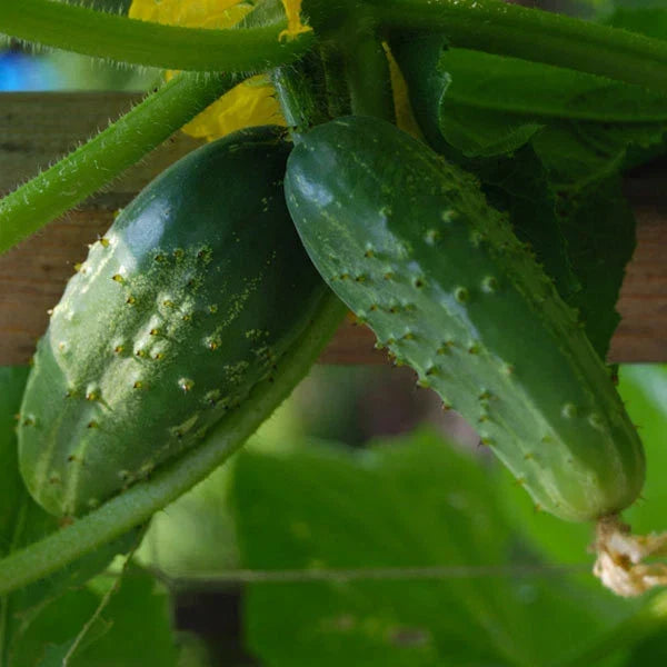 Cucumber Seeds - 50+ Double Yield Pickling Variety - Cucumis sativus - Non-GMO, Fast-Maturing for Home Gardeners