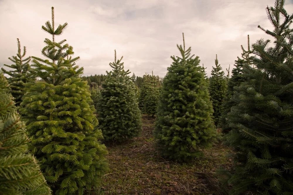 Douglas Fir Seedlings - Live 1-Year Old Trees for Planting - Pseudotsuga menziesii - Evergreen Landscape Enhancement