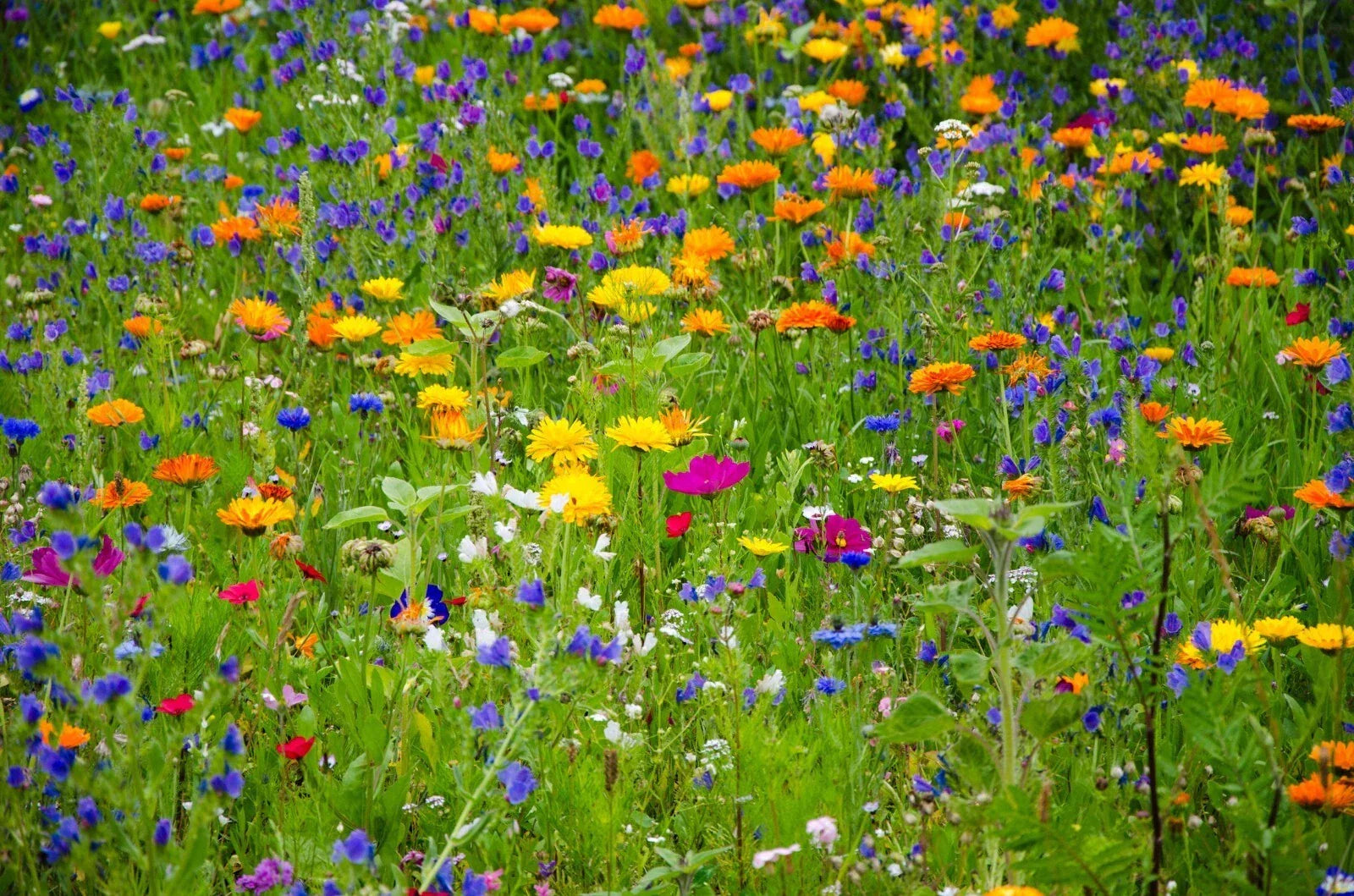 Heirloom Wildflower Seed Mix - 1000 Non-GMO Seeds - Serendipity's Garden Mix - All Natural Variety - Various Species