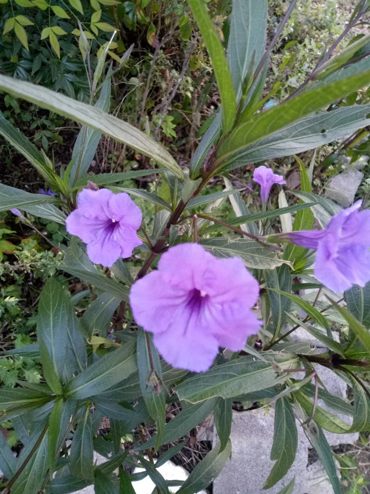 Purple Showers Mexican Petunia Cuttings, 5" Rooted Plants, Ruellia Simplex, Vibrant Purple Blooms, Drought-Tolerant Perennials