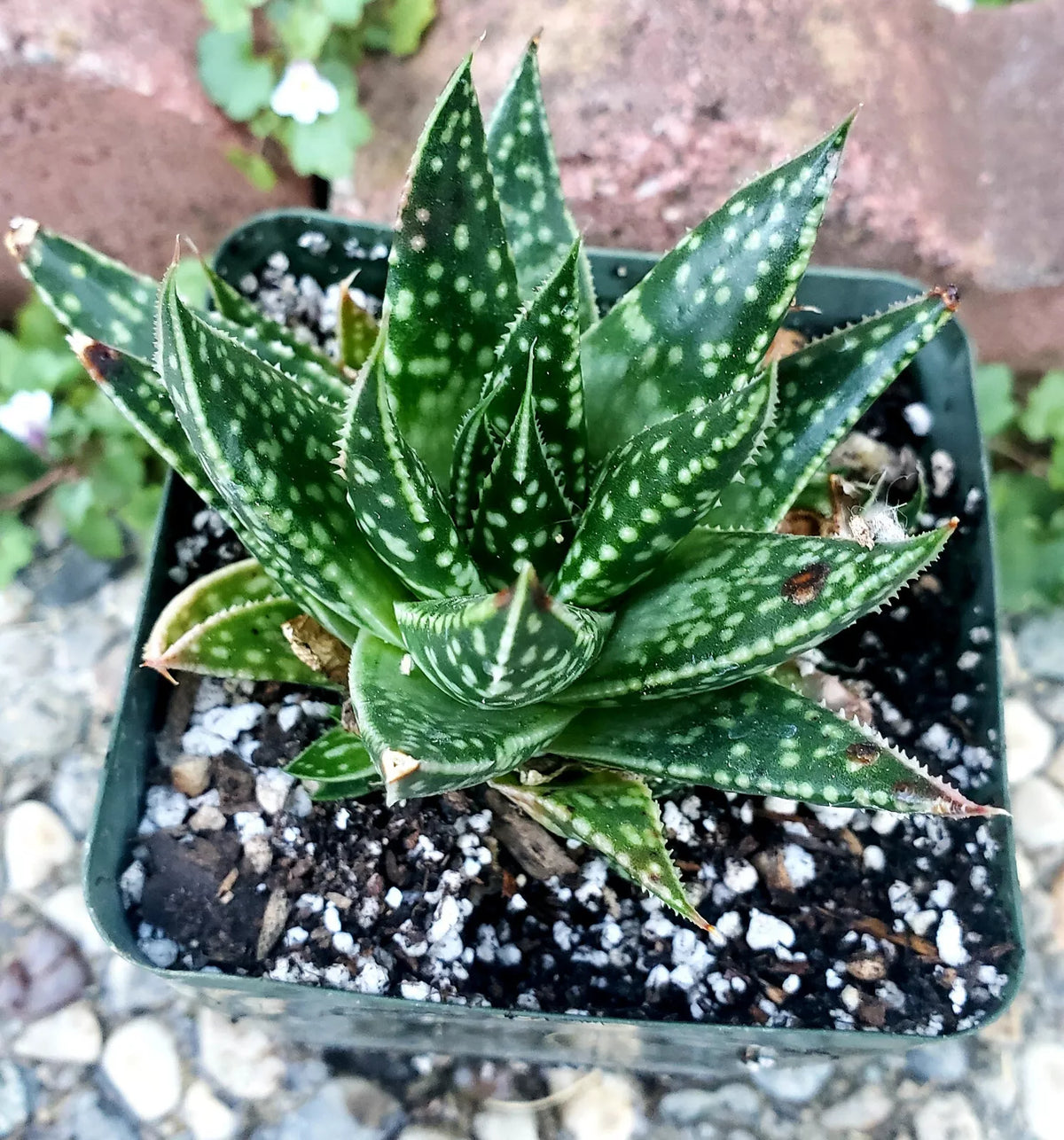 Rare Gasteraloe 'Spotty' 3" Potted Plant - Unique Gasteria x Aloe Hybrid Succulent for Home Decor - Low Maintenance Plant