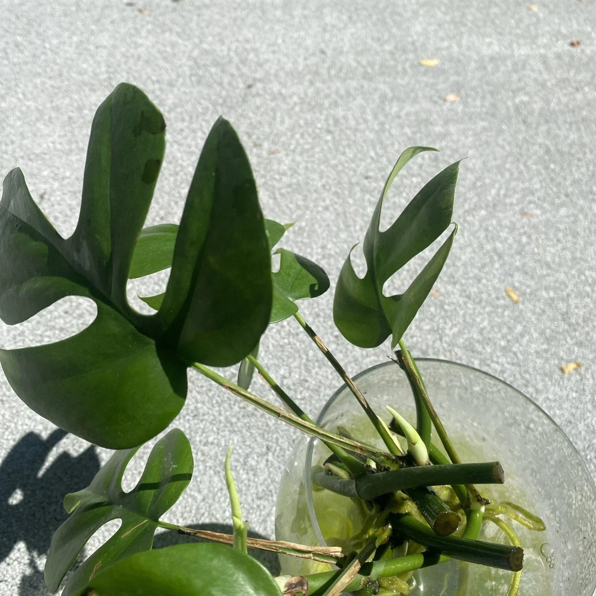 Mini Monstera Minima Live Plants - Rooted Cuttings with New Shoots - Monstera adansonii - Set of 3 for Indoor Decor