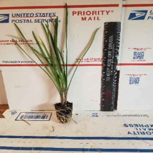 Live Society Garlic Plants 2 Pack - Fragrant Perennial with Purple Flowers - Tulbaghia violacea - Perfect for Gardens & Landscaping
