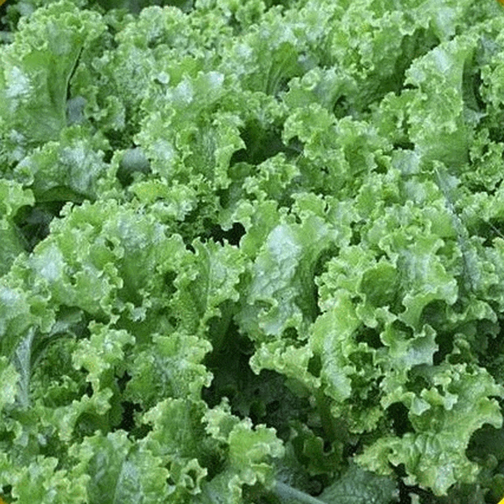 Lettuce Seeds Packet - Green Ice Variety - Non-GMO - Lactuca sativa - Fast-Growing, Crisp, and Flavorful