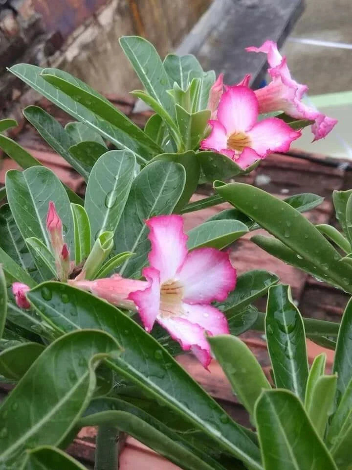 Desert Rose Succulent Plant 8-Inch Pot Adenium obesum USA Seller - Vibrant Blooms, Low-Maintenance, Ideal for Indoors & Outdoors