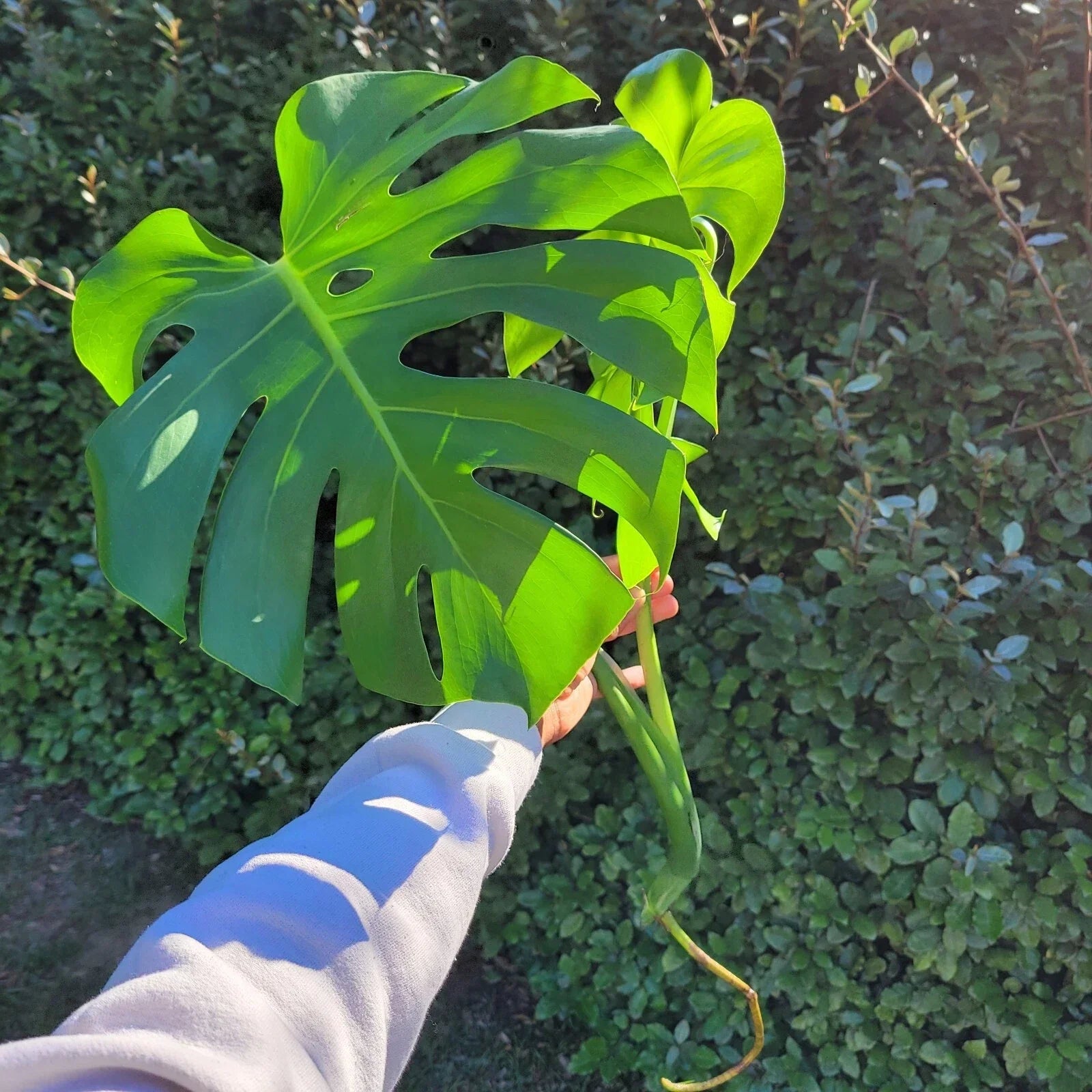 Large Rooted Monstera Cutting, Tropical Swiss Cheese Plant, Monstera Deliciosa, Easy Care Houseplant in Biodegradable Pot