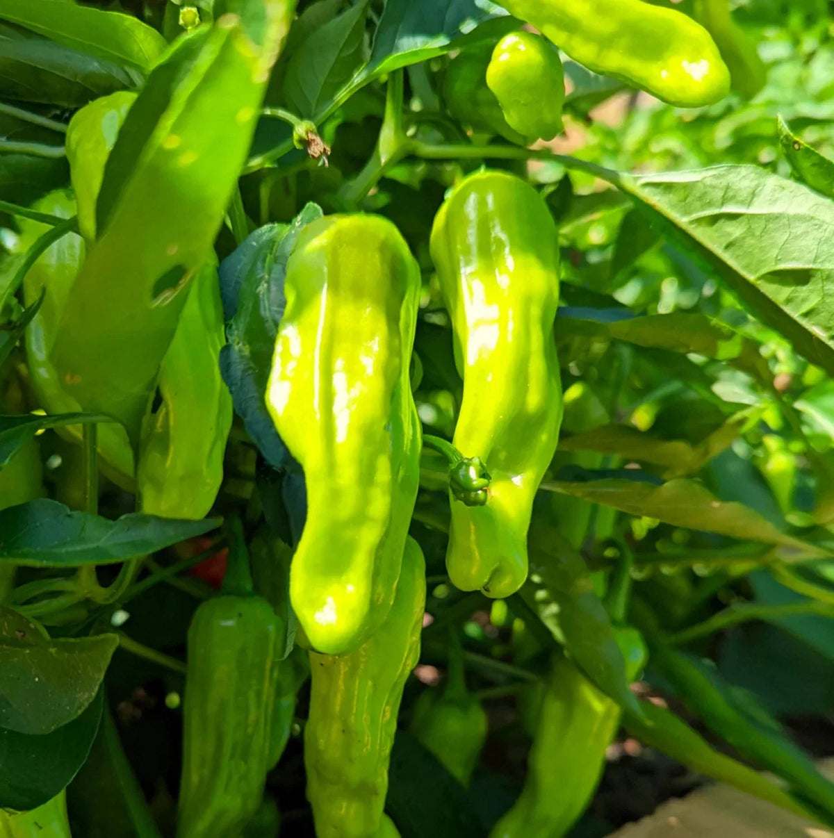 Shishito Pepper Seeds - 50 Pack Mild Green Japanese Chili - Capsicum annuum - Non-GMO for Easy Gardening