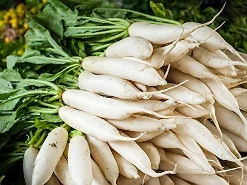 Daikon Radish Seeds 100 Pack - Cover Crop Seeds for Planting - Raphanus sativus var. longipinnatus - Nutritious & Fast-Growing