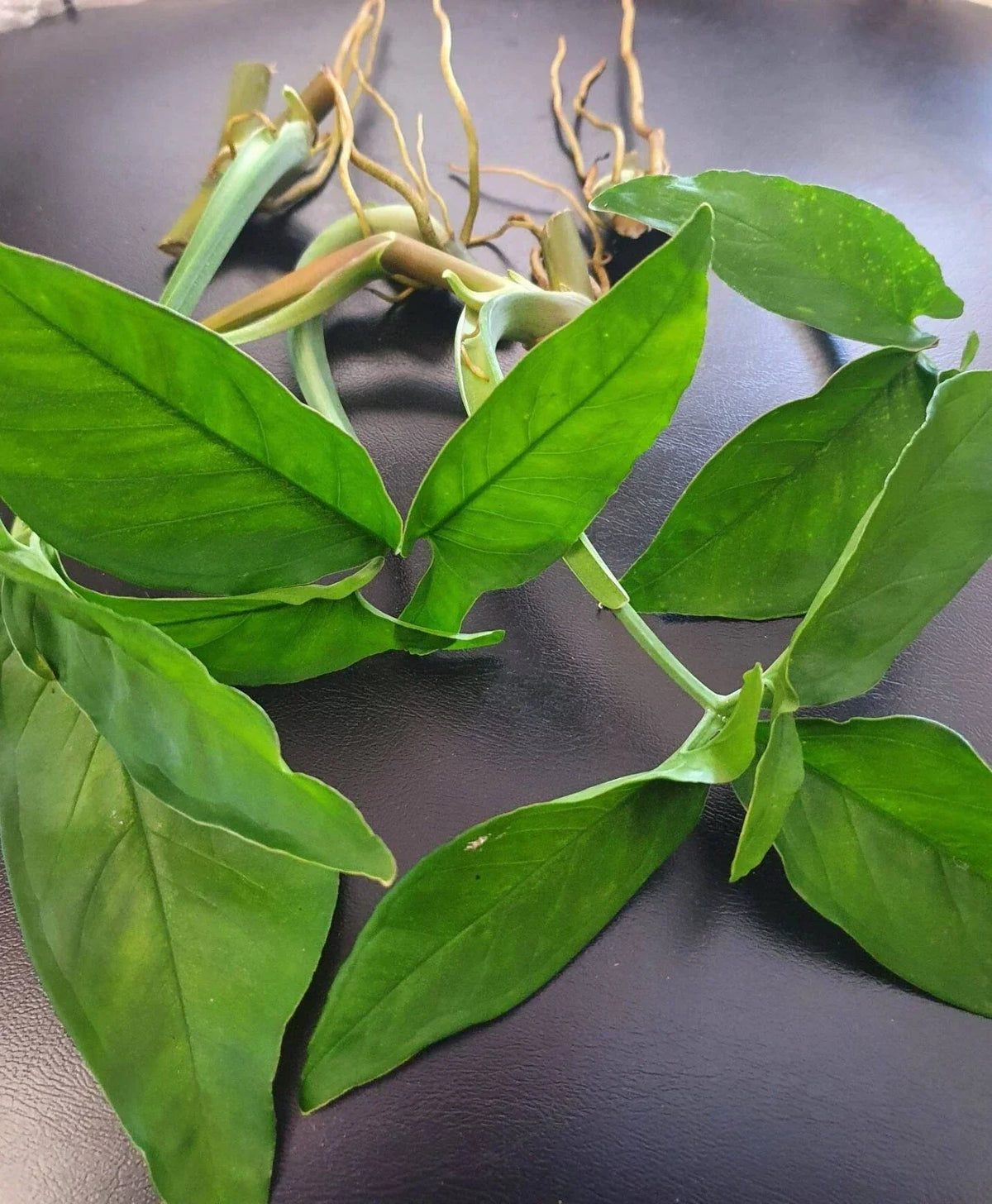 All Green Rare Syngonium Cuttings - 5 Air-Rooted Leaf Cuttings, Easy Grower, Syngonium podophyllum Indoor Plant Decor