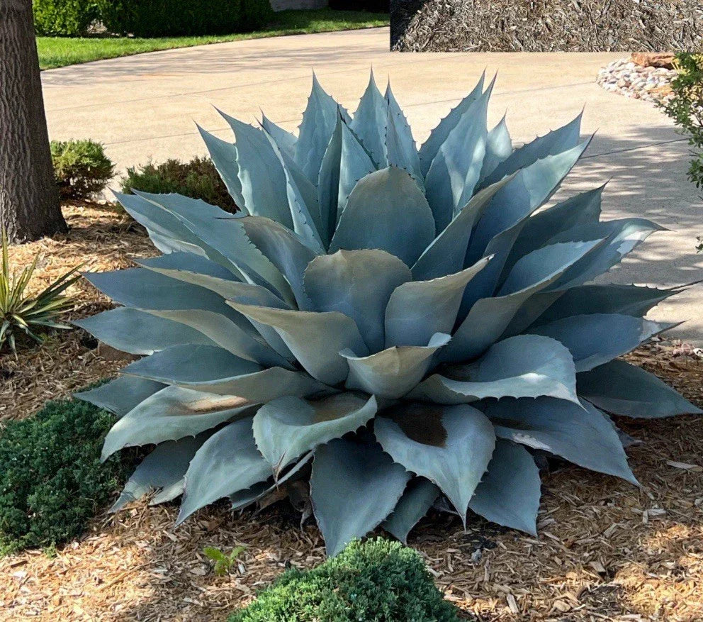 Whale's Tongue Century Plant Plug - 1 Bare Root Agave Ovatifolia - Unique Blue-Gray Leaves for Landscaping and Garden Design