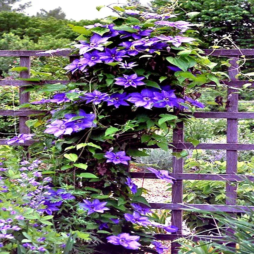 Blue Downy Clematis Seeds - 20 Hybrid Flower Seeds, Hardy Climber Vine, Clematis macropetala, Blue Flowers