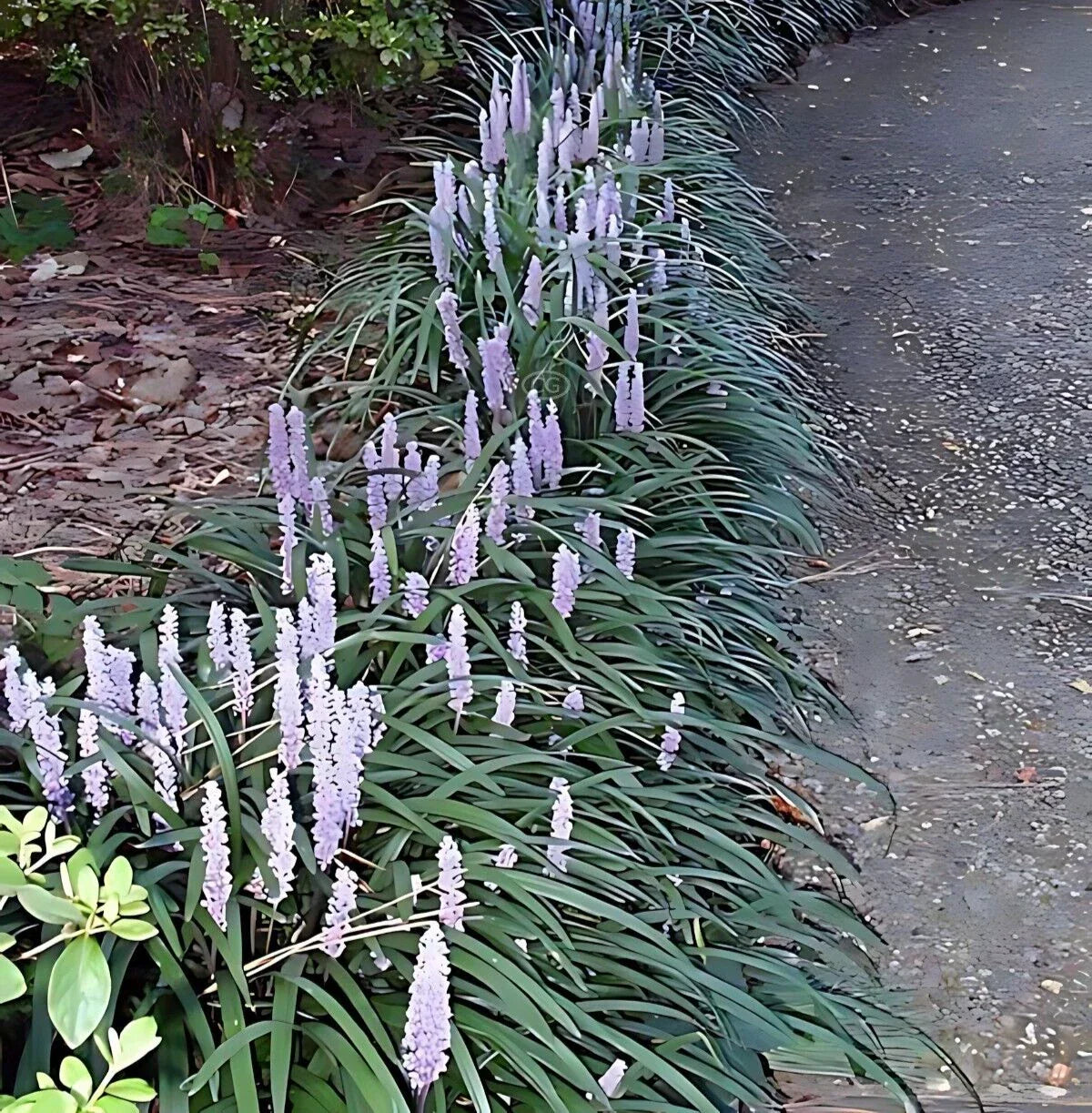 50 Bare Root Monkey Grass Plants, Lush Green Ground Cover, Ophiopogon japonicus, Ideal for Borders and Erosion Control
