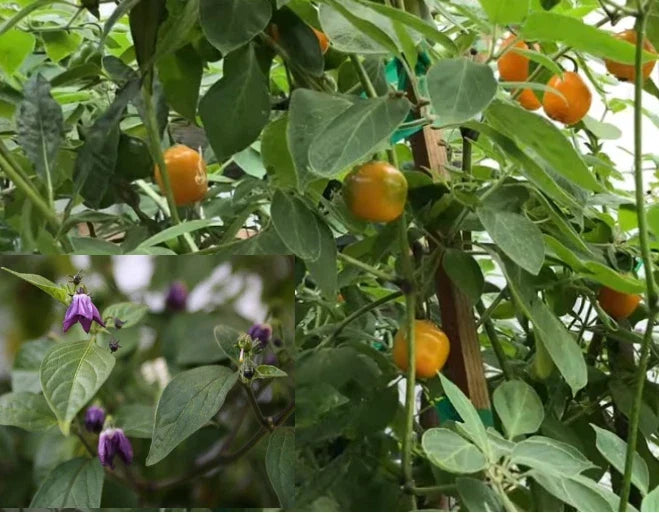 Manzano Chile Seeds - 25+ Premium Seeds - Capsicum pubescens - Apple Chili Pepper, Rocoto Variety for Home Gardening