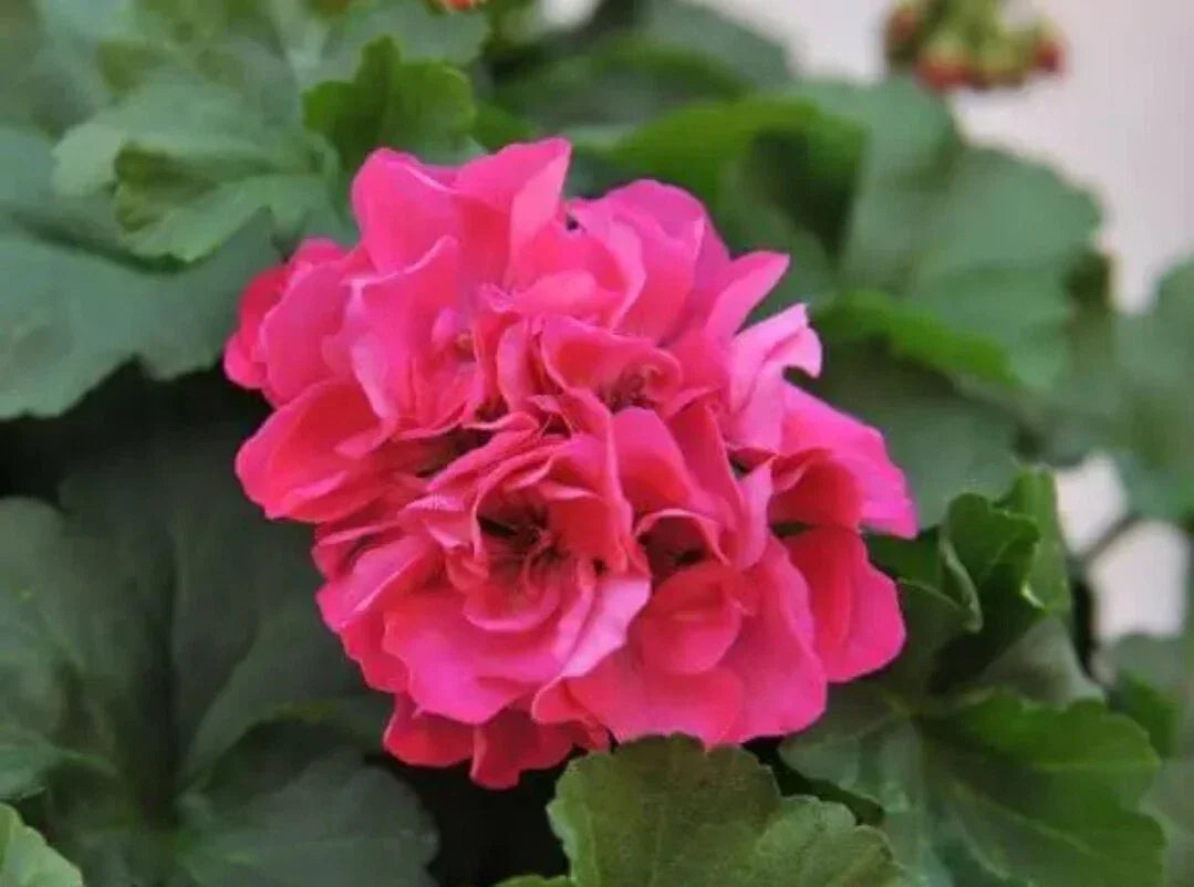 Rooted Geranium Live Plant - 1 Pink Flowering Pelargonium spp. with Light Green Leaves - Easy Care Indoor/Outdoor Plant