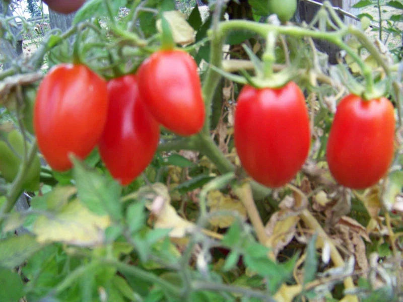 Roma Tomato Seeds - 150 Count - Non-GMO - Solanum lycopersicum - Ideal for Sauces & Salads - Free Shipping on 15+ Packets
