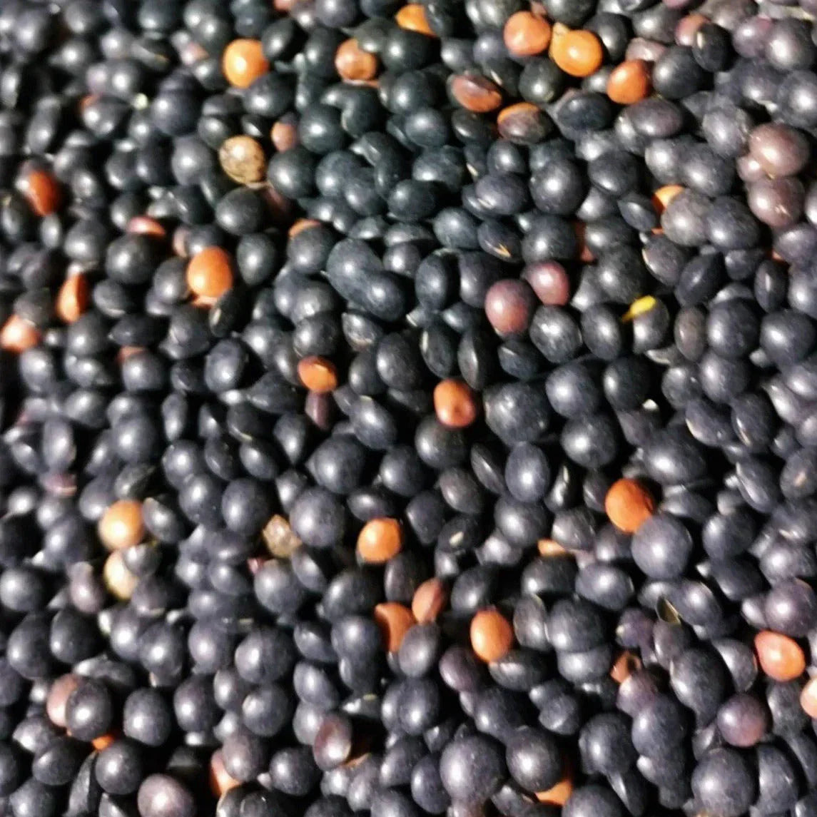 Black Lentil Seeds 100+ Count Non-GMO Heirloom Lens culinaris for 2025 Planting - High Protein Garden Seeds