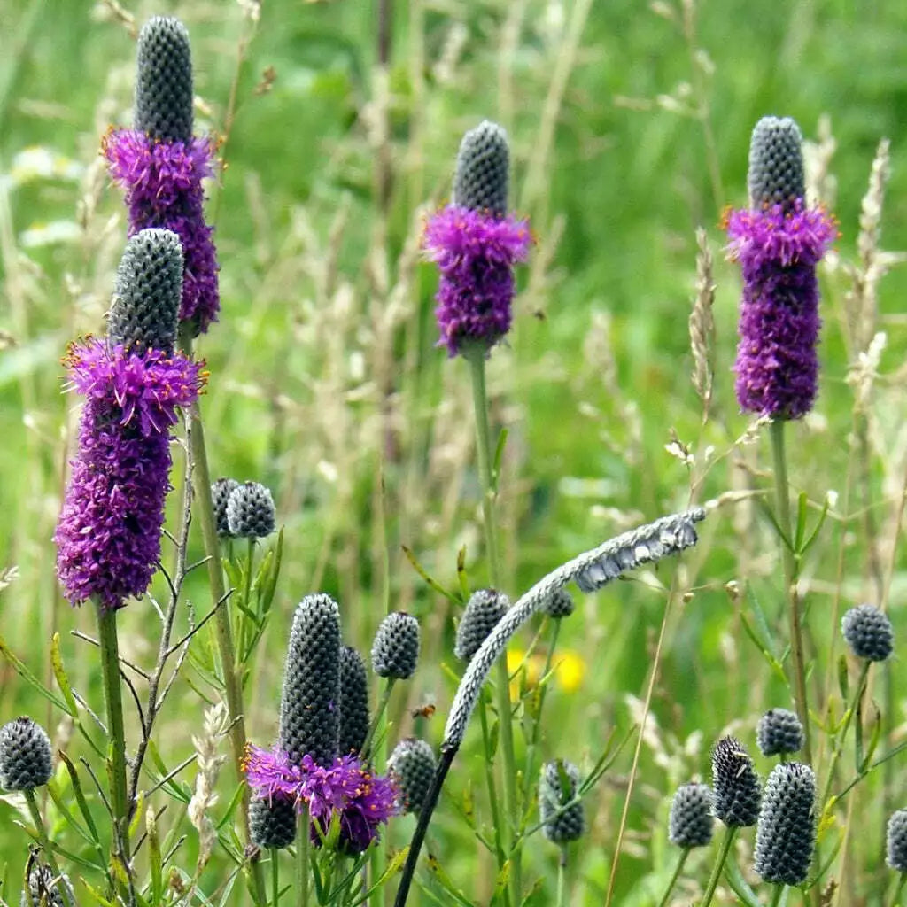 Purple Prairie Clover Seeds - 250+ Perennial Wildflower Seeds - Dalea purpurea - Native to USA - Attracts Pollinators